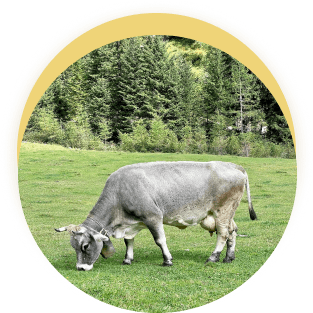 cow